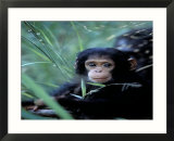 Infant Chimpanzee  Gombe National Park  Tanzania