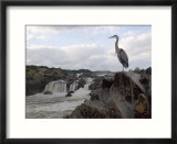 Great Blue Heron on Rock Overlooking Great Falls