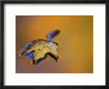 Maple Leaf Floating on Water Surface with Autumn Reflections  Michigan  USA