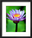 Water Lily  Tahiti  the Society Islands  French Polynesia