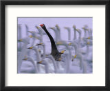 Black Swan Among White Swans  Hokkaido  Japan