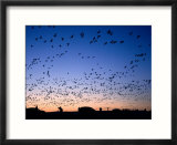 Snow Geese and Cars  Vehicles at Sunrise  Bosque del Apache National Wildlife Reserve  New Mexico