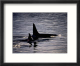 Killer Whales