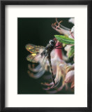 Close-up of Dragonfly Backlit on Azalea  Georgia  USA