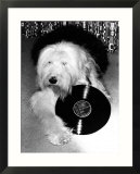 Entertainment Animal Dog February 1987 Dog Holding a Vinyl Record