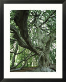 A Weeping Beech Tree Over 100-Years-Old