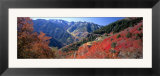 Maples on Slopes above Logan Canyon  Bear River Range  Wasatch-Cache National Forest  Utah  USA
