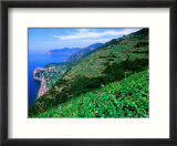 Vineyards from Trail Above Corniglia  Cinque Terre  Liguria  Italy