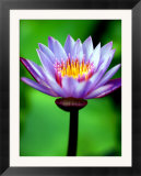 Water Lily  Tahiti  the Society Islands  French Polynesia