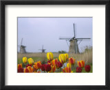 Windmills and Tulips Along the Canal in Kinderdijk  Netherlands