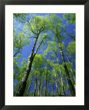 Silver Birch  Trees in Early Spring  Scotland  UK