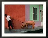 Villager Pulling Pig on Rope  Tlacotalpan  Veracruz-Llave  Mexico