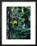 Spotted Owl Perched on a Mossy Tree Branch