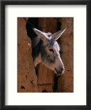 Donkey in Old Town  Siwa  Egypt