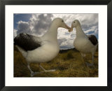 Royal Albatross  Sub Antarctic