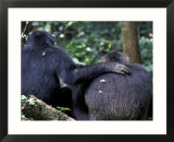 Male Chimpanzee Seeks Another for Support  Gombe National Park  Tanzania