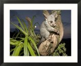 Brushtail Opossum at Dusk  New Zealand
