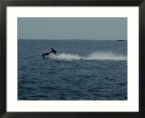 Jet Ski Rides Across Long Island Sound
