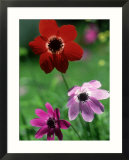 Anemone Coronaria and Anemone Pavonia  Lake Bafa  Western Turkey