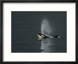 Killer Whale Calf Blows as It Surfaces