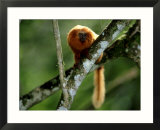Golden Lion Tamarin  Rio De Janeiro  Brazil