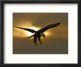 Bald Eagle Preparing to Land Silhouetted by Sun and Clouds  Homer  Alaska  USA