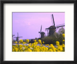Windmills Along the Canal in Kinderdijk  Netherlands