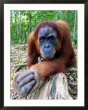 Female Oragutan  Gunung Leuser National Park  Bukit Lawang  North Sumatra  Indonesia