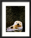 Sea Otter Floating on Its Back  Point Defiance Zoo  Tacoma  Washington