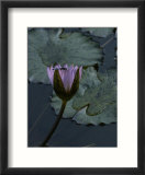 Dragonfly on a Water Lily Blossom