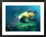 Diver Playing with Californian Sea Lion  Mexico
