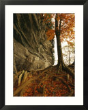 Raven Rock and Autumn Colored Beech Tree