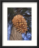 Close-up of Pine Cone Falling from a Ponderosa Pine Tree  Sierra Nevada Mountains  California  USA