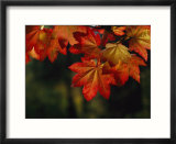 Vine Maple Leaves To Displaying Bright Autumn Colors