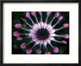 Close-up of Spoon Daisy or Nasinga Purple Flower  Maui  Hawaii  USA