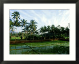 Rice in Paddy Fields  Goa