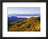 Forest in Autumn Color from Shot Beech Ridge  Great Smoky Mountains National Park  North Carolina