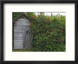 Outhouse Built in 1929 Surrounded by Blooming Elderberrys  Homer  Alaska  USA