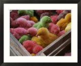 Coloured Chicks for Sale at a Market in the City Centre  Padang  West Sumatra  Indonesia
