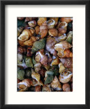 Whelks on Sale at a Seafood Market  Treguier  Brittany  France