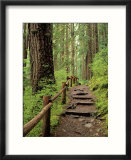 Rainforest with Trail  Sol Duc Valley  Olympic National Park  Washington  USA