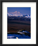 Mount Mckinley with Dall Sheep in Foreground  Denali National Park and Preserve  Alaska
