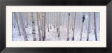 Fresh Snow on Autumn Aspens  Kebler Pass  Colorado  USA
