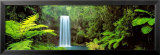 Millaa Millaa Falls  Queensland  Australia
