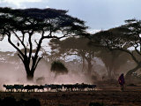 Amboseli  Kenya