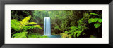 Millaa Millaa Falls  Queensland  Australia