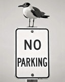 No Parking