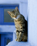 Greek Cat