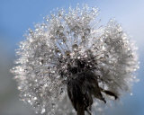 Crystal Clear Bouquet