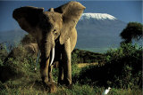 Kenyan Elephant
